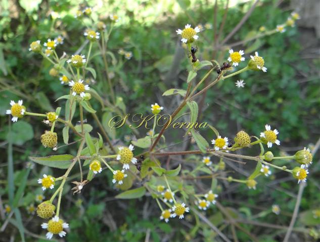  Plant